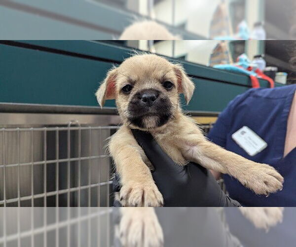 Medium Photo #1 Mutt Puppy For Sale in Pasadena, CA, USA