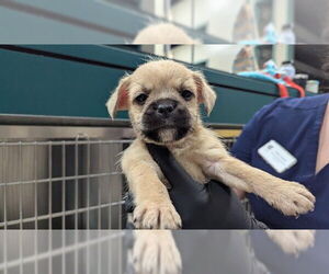Mutt Dogs for adoption in Pasadena, CA, USA