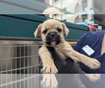 Small Mutt