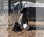 Small Photo #22 German Shorthaired Pointer Puppy For Sale in FLORISSANT, CO, USA