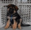 Small Photo #20 German Shepherd Dog Puppy For Sale in FOREST GROVE, OR, USA