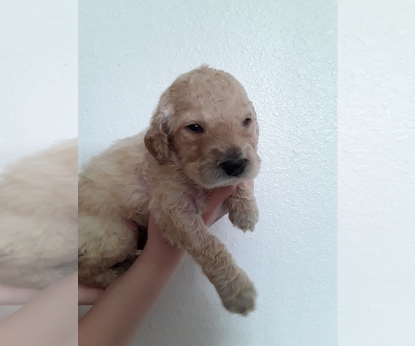 Medium Photo #2 Double Doodle Puppy For Sale in KALISPELL, MT, USA