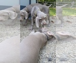 Small Photo #15 Weimaraner Puppy For Sale in BLOOMINGTON, IN, USA