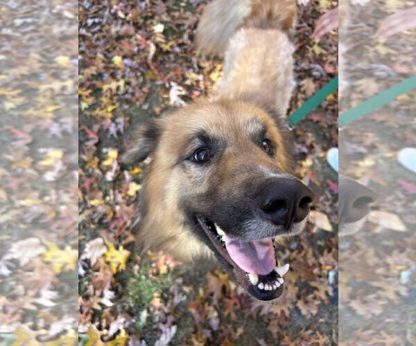 Medium Photo #5 Great Pyrenees-Unknown Mix Puppy For Sale in Clarkston, MI, USA
