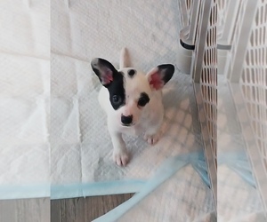 Rat Terrier Puppy for sale in ALLPORT, PA, USA