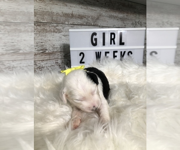 Medium Photo #20 Sheepadoodle Puppy For Sale in NIXA, MO, USA
