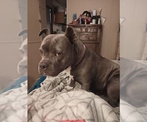 Mother of the American Pit Bull Terrier-American Staffordshire Terrier Mix puppies born on 05/17/2025