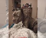 Small Photo #1 American Pit Bull Terrier-American Staffordshire Terrier Mix Puppy For Sale in CHATTANOOGA, TN, USA