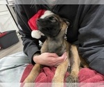 Small Photo #2 Belgian Malinois Puppy For Sale in REESEVILLE, WI, USA