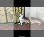 Small Photo #1 Pembroke Welsh Corgi Puppy For Sale in ACTON, CA, USA