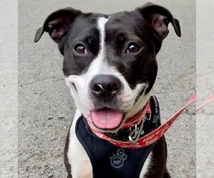 Lady Luck - Female Mutt Dog for Adoption - Photo #22
