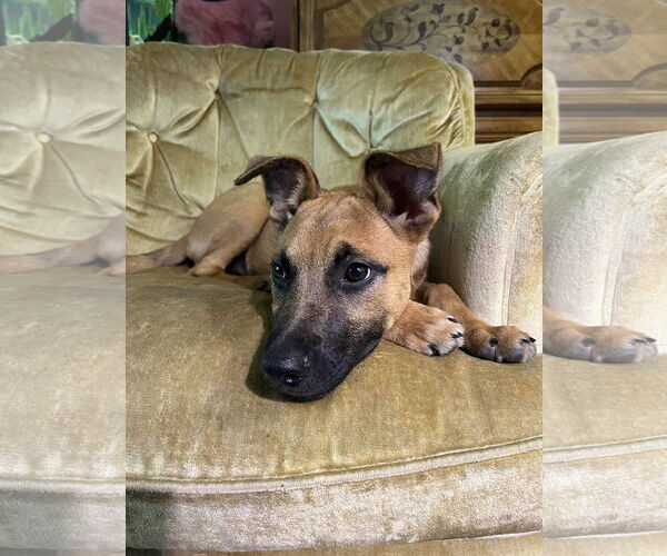 Medium Photo #3 Black Mouth Cur-Unknown Mix Puppy For Sale in Milwaukie, OR, USA