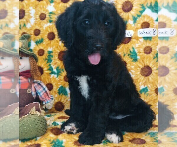 Medium Photo #1 Labradoodle Puppy For Sale in MOMEYER, NC, USA