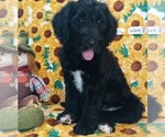Small Photo #1 Labradoodle Puppy For Sale in MOMEYER, NC, USA