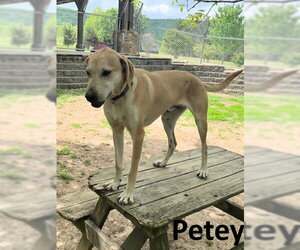 Petey - Male Coonhound-Unknown Mix Dog for Adoption - Photo #5