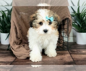 Zuchon Puppy for Sale in MARIETTA, Georgia USA