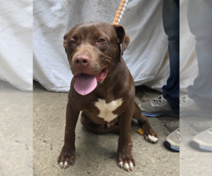 Labrador Retriever-Unknown Mix Dogs for adoption in Decatur, GA, USA
