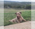Puppy Golden American Bully