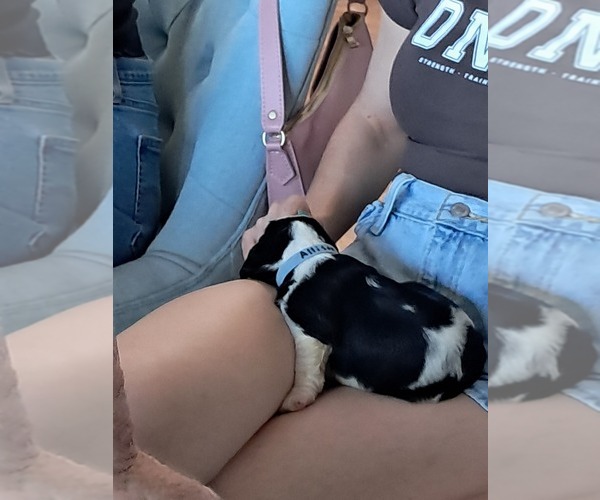 Medium Photo #5 English Springer Spaniel Puppy For Sale in NEWCASTLE, CA, USA