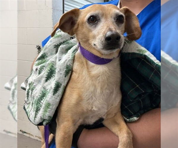 Medium Photo #1 Chihuahua-Unknown Mix Puppy For Sale in San Bernardino, CA, USA