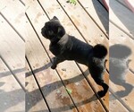 Small Photo #1 Pug Puppy For Sale in BRIDGETOWN, OH, USA