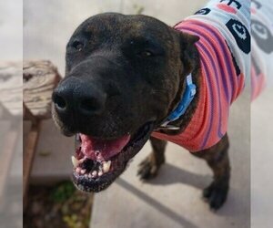 Mastiff-Unknown Mix Dogs for adoption in Vail, AZ, USA