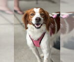 Small #4 English Springer Spaniel
