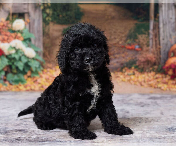 Medium Photo #3 Cavapoo (Miniature) Puppy For Sale in DUNDEE, OH, USA