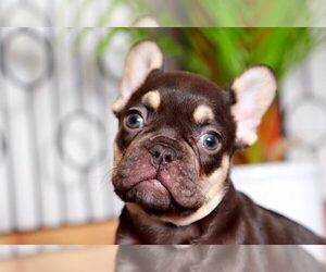 French Bulldog Puppy for sale in NAPLES, FL, USA