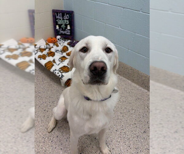 Medium Photo #1 Great Pyrenees Puppy For Sale in Brighton, CO, USA