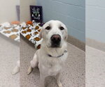 MAXIE - Female Great Pyrenees Dog for Adoption - Small photo
