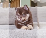 Small Photo #1 Pomsky Puppy For Sale in BURNS TWNSHP, MN, USA