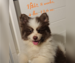 Small Photo #2 Pomsky Puppy For Sale in RAMONA, CA, USA