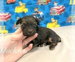 Small #1 Yorkshire Terrier