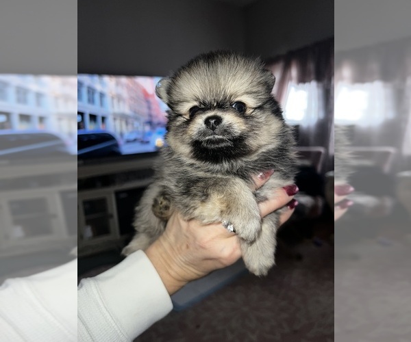 Medium Photo #3 Pomeranian Puppy For Sale in RUTLEDGE, PA, USA