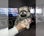 Small Photo #3 Pomeranian Puppy For Sale in RUTLEDGE, PA, USA