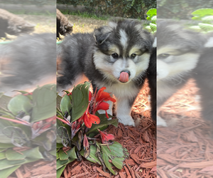 Pomsky Puppy for Sale in JACKSONVILLE, Florida USA