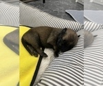 Small Photo #281 Belgian Malinois Puppy For Sale in REESEVILLE, WI, USA