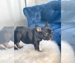 Small Photo #29 French Bulldog Puppy For Sale in ATHERTON, CA, USA