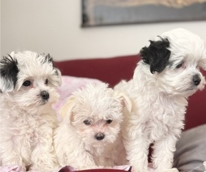 Mal-Shi Puppy for Sale in FARMINGTON, Minnesota USA