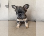 Puppy Tiana French Bulldog
