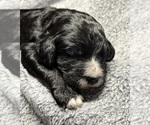 Small #1 Goldendoodle