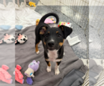 Small #1 Mutt