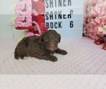 Small Photo #3 Labradoodle Puppy For Sale in COLLEGE STA, TX, USA