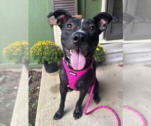 Graceland - Female American Pit Bull Terrier-Unknown Mix Dog for Adoption - Photo #2