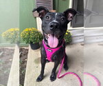 Small Photo #2 American Pit Bull Terrier-Unknown Mix Puppy For Sale in Germantown, OH, USA