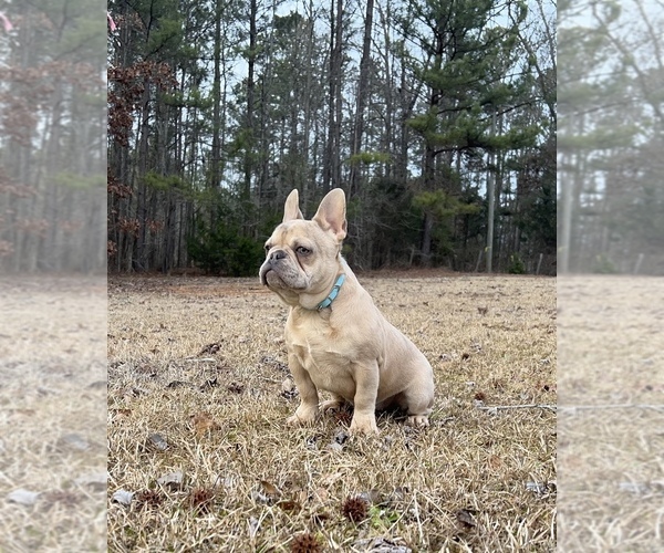 Medium Photo #4 French Bulldog Puppy For Sale in LOCUST GROVE, GA, USA