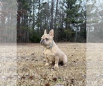 Small Photo #4 French Bulldog Puppy For Sale in LOCUST GROVE, GA, USA