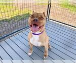 Small #2 American Pit Bull Terrier