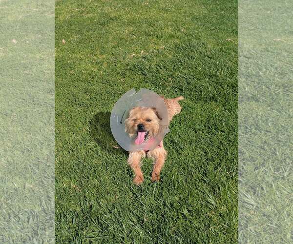 Medium Photo #12 Mutt Puppy For Sale in Corona, CA, USA